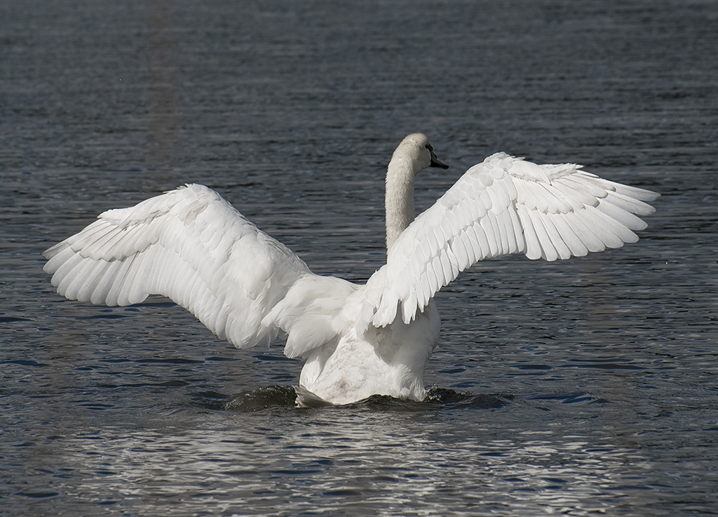 Schleswig Holstein Ostsee 09_2015 KA7_4328 als Smartobjekt-1 Kopie.jpg - Der zeigt uns gerade sein königliches Gefieder
